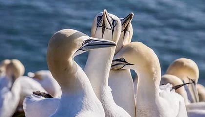 kaiyun.com-波黑击败乌克兰队，晋级欧国杯半决赛，波黑击败乌克兰队,晋级欧国杯半决赛是哪一场