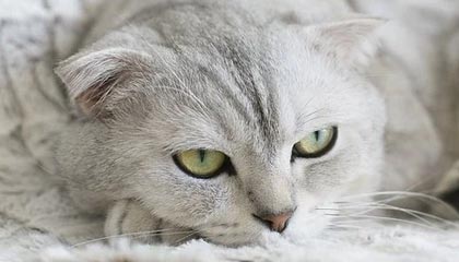 开云下载-张三归队，球队声势大涨迎战CBA新赛季，张三贴吧