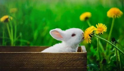 开云下载-张三归队，球队声势大涨迎战CBA新赛季，张三贴吧